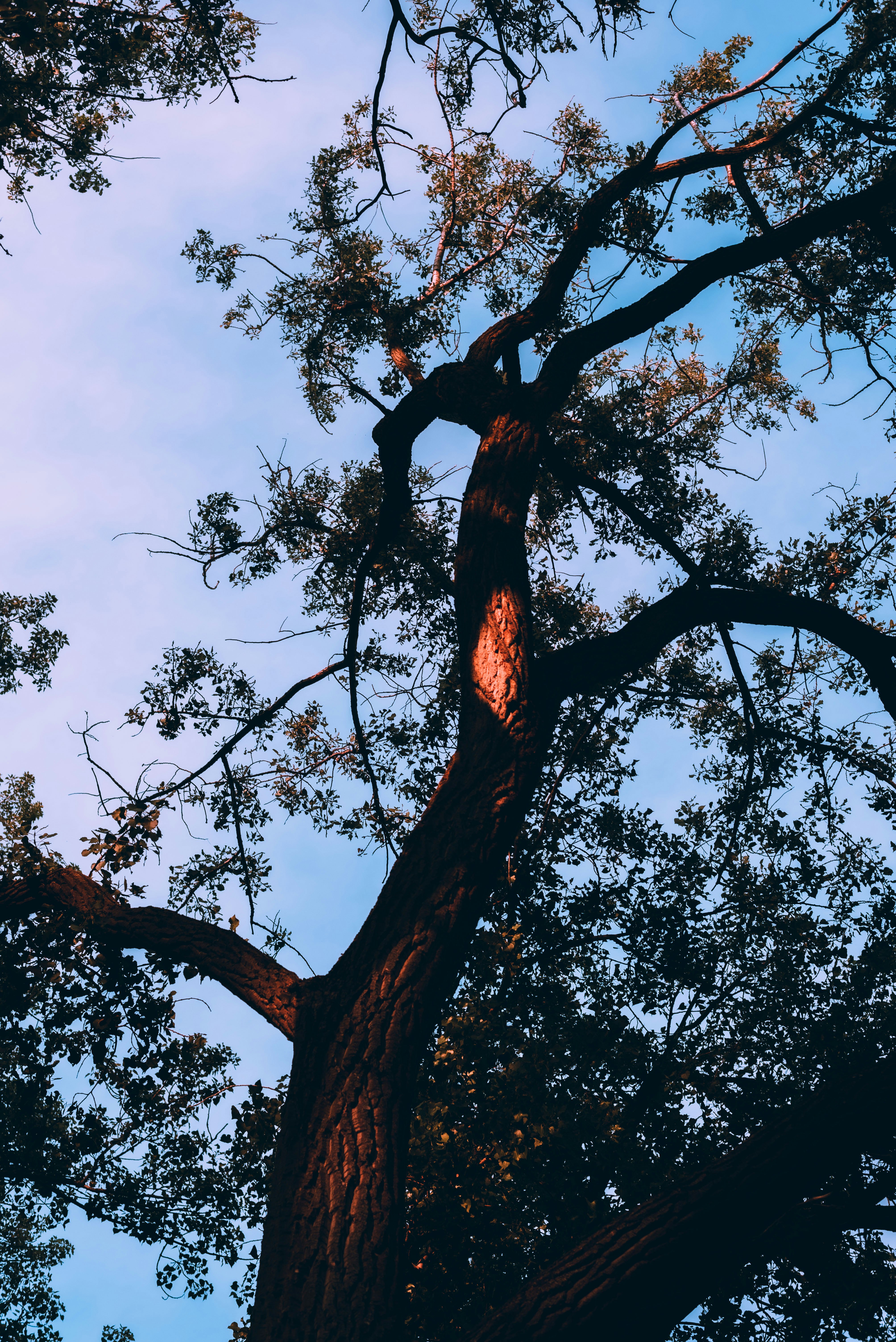 low angle photography of brown tree during daytime